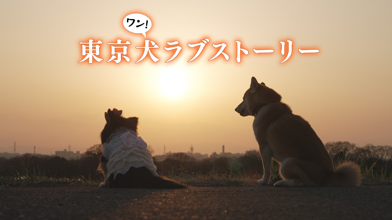 東京犬ラブストーリー